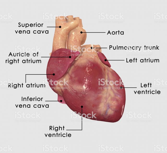 heart 2